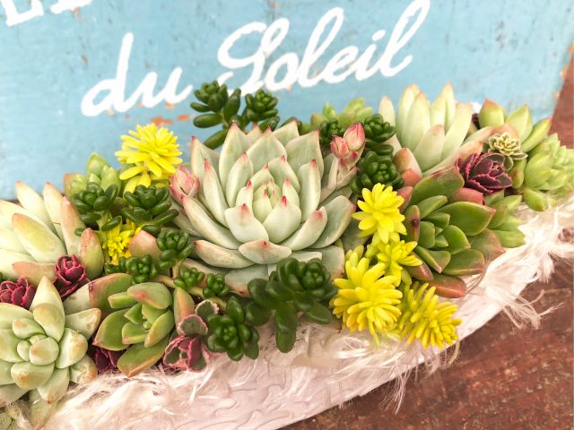 多肉植物を使って寄せ植えレッスン 初めての方でも安心 かわいく仕上がります プランテプランテ じゃらん遊び体験 多肉植物を使って寄せ植えレッスン 初めての方でも安心 かわいく仕上がります プランテプランテ じゃらん遊び体験