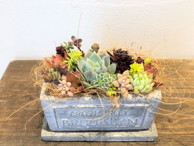 多肉植物を使って寄せ植えレッスン 初めての方でも安心 かわいく仕上がります プランテプランテ じゃらん遊び体験 多肉植物を使って寄せ植えレッスン 初めての方でも安心 かわいく仕上がります プランテプランテ じゃらん遊び体験