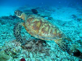 東京都の小さな離島 式根島 自然豊かなとても綺麗な海と無料露天風呂もあって 初めてのダイビング参加者向けです 10月からダイビングのベストシーズンの海 女性にお勧め コロナ感染者ゼロ式根島安全な島 Bluemarine02 じゃらん遊び体験 東京都の小さな離島 式根島 自然豊かなとても綺麗な海と無料露天風呂もあって 初めてのダイビング参加者向けです 10月からダイビングのベストシーズンの海 女性にお勧め コロナ感染者ゼロ式根島安全な島 Bluemarine02 じゃらん遊び体験