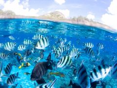 東京のシュノーケリング ボートシュノーケルランキングtop10 じゃらんnet 東京のシュノーケリング ボートシュノーケルランキングtop10 じゃらんnet