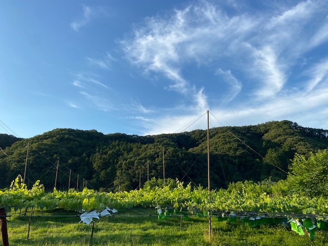 �񋏒��͍r�삪�����̎R�X����֓�����ɗ���o��ꏊ�B ���̖����̗��ɂ̂�т�Ƃ������ƂԂǂ���������܂��B