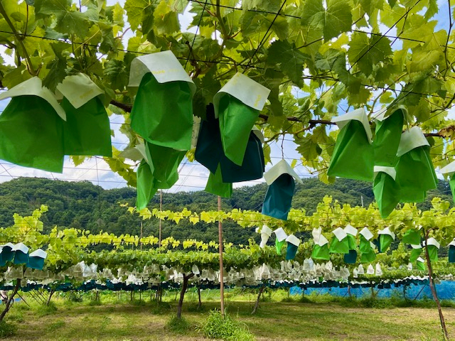 �ЂƂЂƂ��J�Ɉ�ĂĂ��܂��B