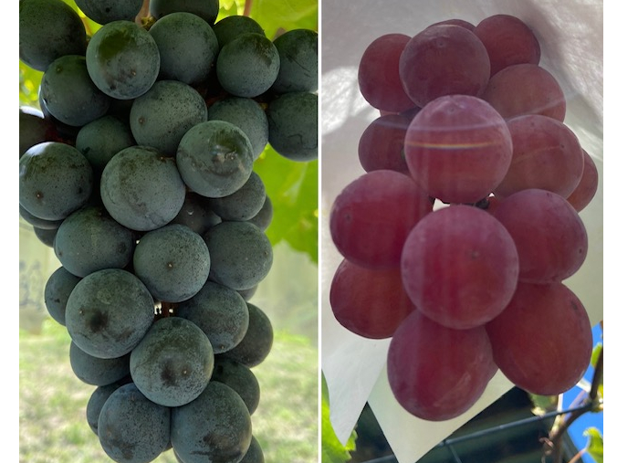 �����̗���肢���Y��Ȑ�(�匳����)�ƐV�N�ȋ�C�ň�����l�X�ȕi��̂Ԃǂ������y���ނ��Ƃ��\�ł�