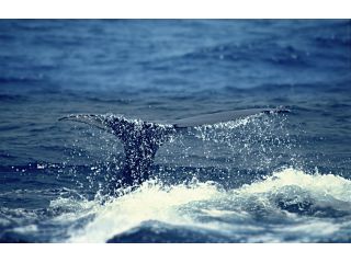 マッコウクジラに出会えるかも!?