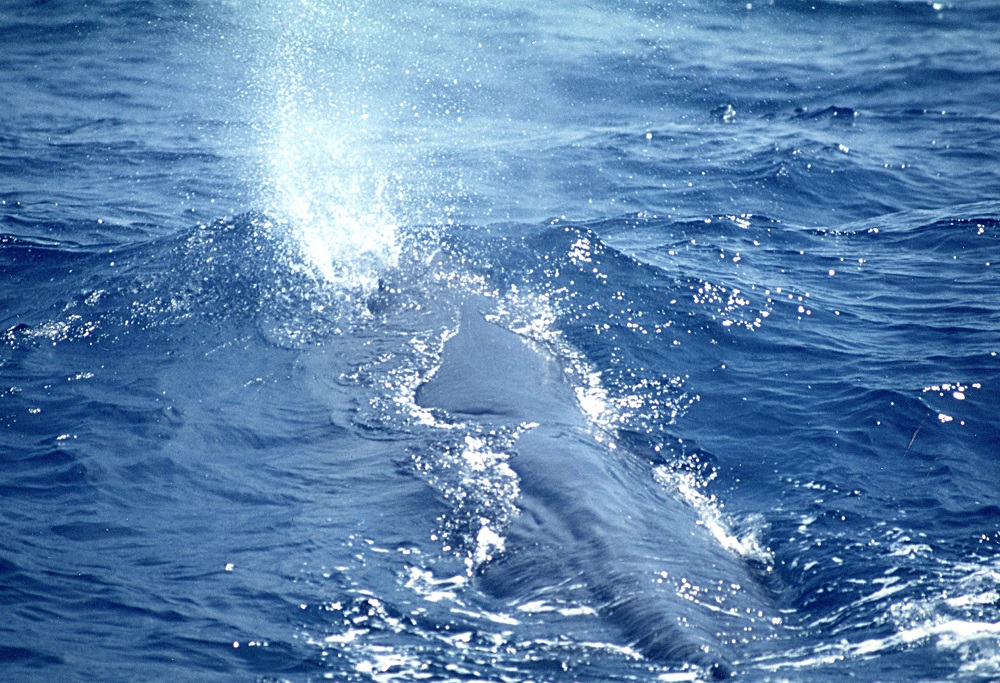 ジオクルーズへ