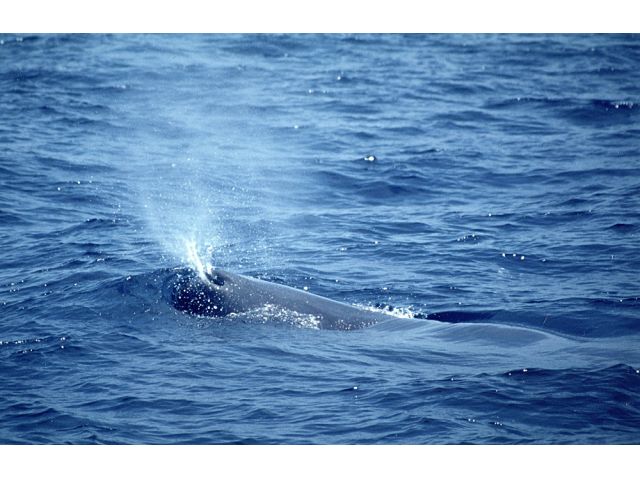 マッコウクジラに出会えるかも!?