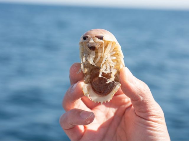 深海生物漁業体験!! オオグソクムシに出会えるかも!?