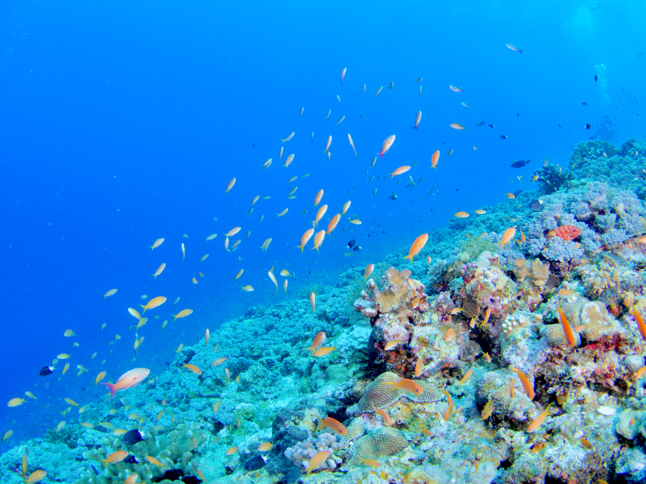 xQIoG[VLȌcǊԂ̊C1iI