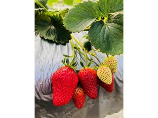 まっかであまーいいちごをご堪能ください♪