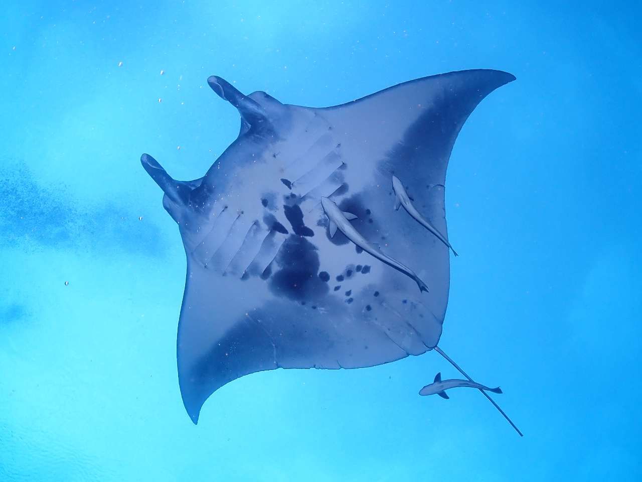 世界でも指折りのマンタ遭遇ポイントがある石垣島♪