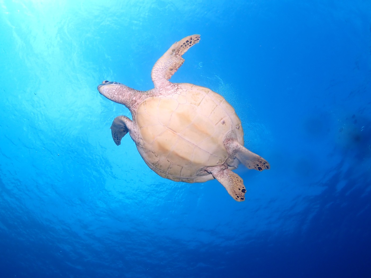 アオウミガメポイントも石垣島には多数!