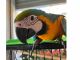 ルリコンコウインコの『ルーちゃん』♪ 、、、人間の年齢でいうとまだ3歳の子供です。Mooの狭い空間も上手く飛びますので驚かれる方も沢山います(^^;