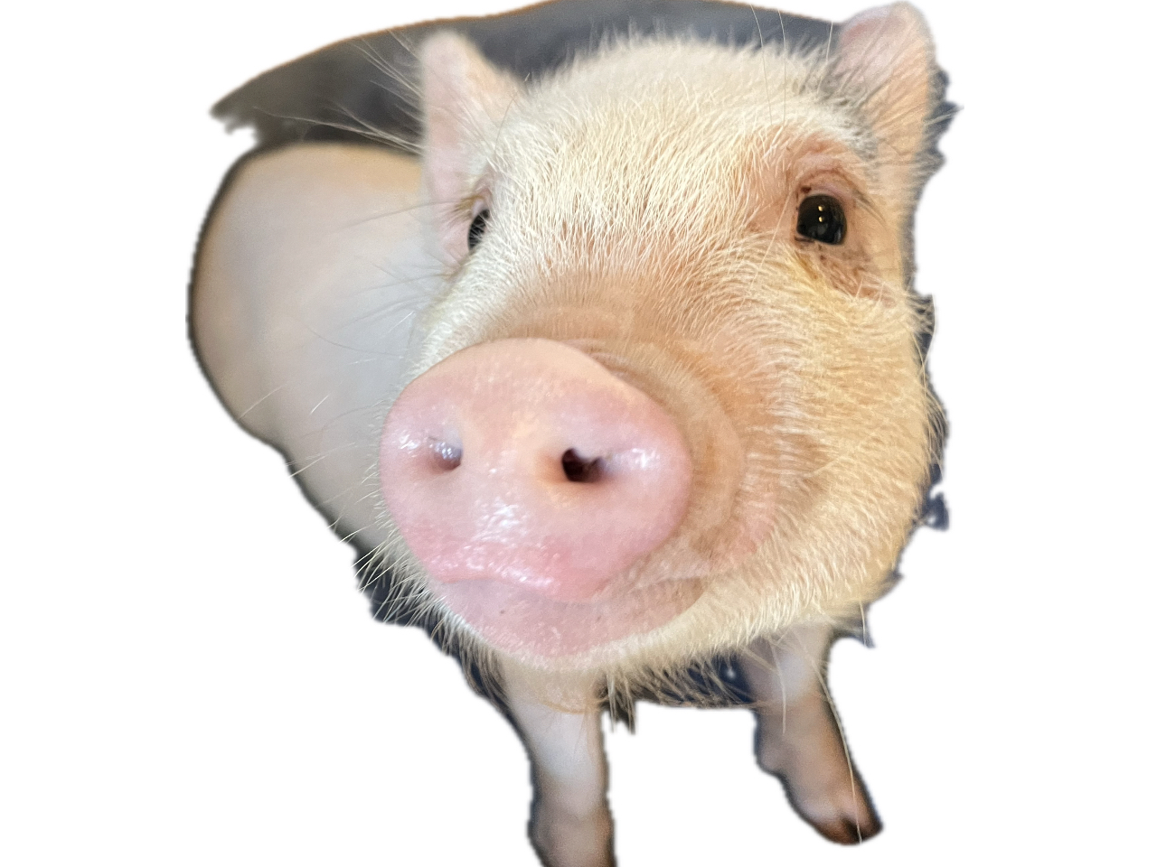 �}�C�N���u�^�́hViVi�h�i�r�r�j�����@�@���������A�l�Ԃ̌����Ă��邱�Ƃ��������Ă��܂��B�a���̌��͐����󂯕t���Ă��܂��̂Ő���X�^�b�t�܂ŁI