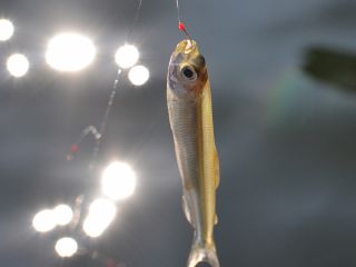 ワカサギ釣り体験 奥河口湖マリン じゃらん遊び体験 ワカサギ釣り体験 奥河口湖マリン じゃらん遊び体験