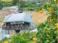 みかん狩りのすぐそばに受付場所があります。綺麗なトイレ、手洗い場、靴洗い場も完備♪みかん畑にはみかんがいっぱい!