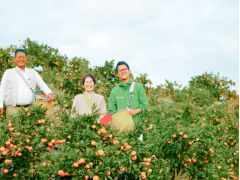 明治44年からこの地でみかんを中心に様々なフルーツを栽培、販売しております。アットホームな雰囲気でスタッフ一同、みなさまのご来園をお待ちしております!!