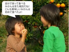 自分で採って食べる みかんはまたあ格別だね! こんな美味しいみかんは 初めて食べたよ!歴史あるおいしいみかんを思う存分召し上がれ♪