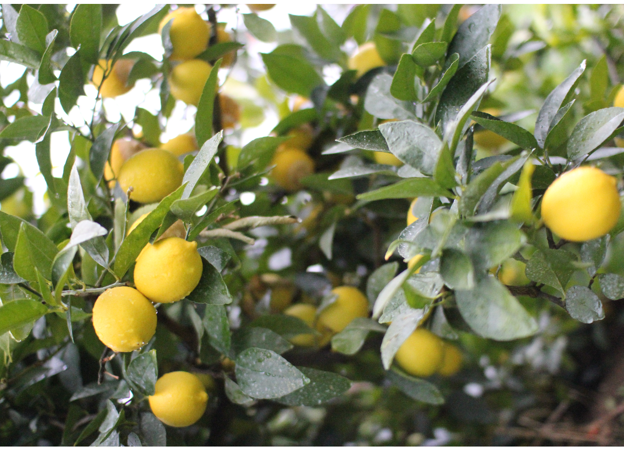 このように実っています。