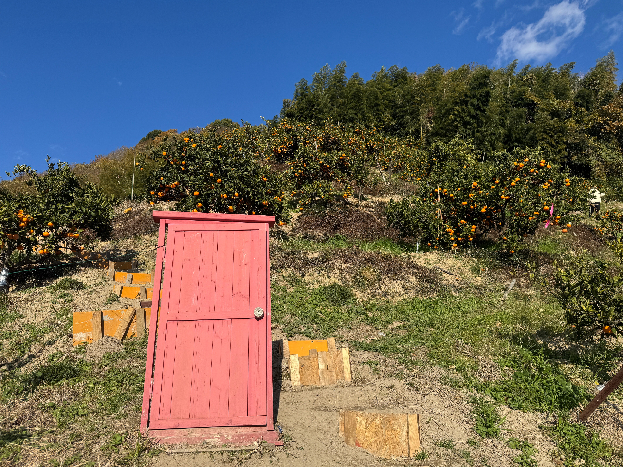 園内にはどこでもドアが…!!日当たり抜群のため「映え」写真もたくさん撮れるかも?!♪