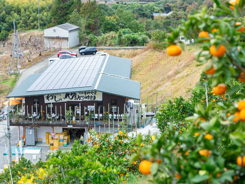 みかん狩りのすぐそばに受付場所があります。綺麗なトイレ、手洗い場、靴洗い場も完備♪みかん畑にはみかんがいっぱい!