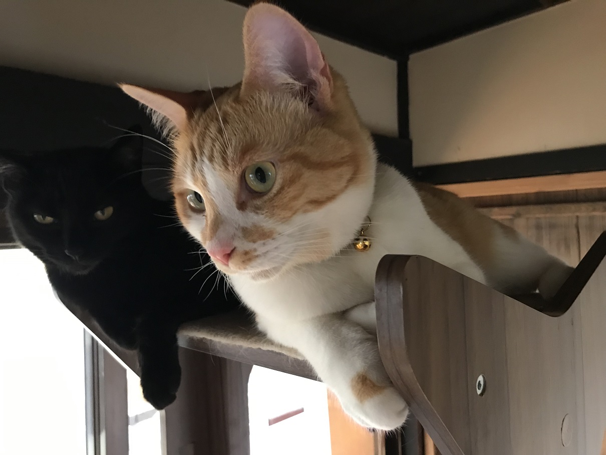 兵庫 丹波篠山 築93年の古民家猫カフェで猫たちとのんびり過ごすひと時はいかがですか 女性にオススメ くつろぎ古民家 まめ猫 じゃらん遊び体験 兵庫 丹波篠山 築93年の古民家猫カフェで猫たちとのんびり過ごすひと時はいかがですか 女性にオススメ くつろぎ古民家 まめ猫 じゃらん遊び体験