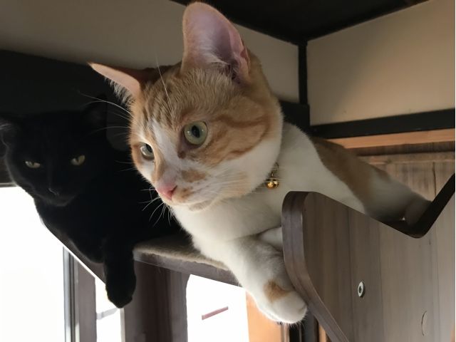 兵庫 丹波篠山 築93年の古民家猫カフェで猫たちとのんびり過ごすひと時はいかがですか 女性にオススメ くつろぎ古民家 まめ猫 じゃらん遊び体験 兵庫 丹波篠山 築93年の古民家猫カフェで猫たちとのんびり過ごすひと時はいかがですか 女性にオススメ くつろぎ古民家 まめ猫 じゃらん遊び体験