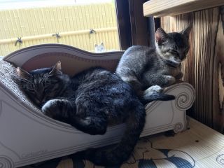 兵庫 丹波篠山 築93年の古民家猫カフェで猫たちとのんびり過ごすひと時はいかがですか 女性にオススメ くつろぎ古民家 まめ猫 じゃらん遊び体験