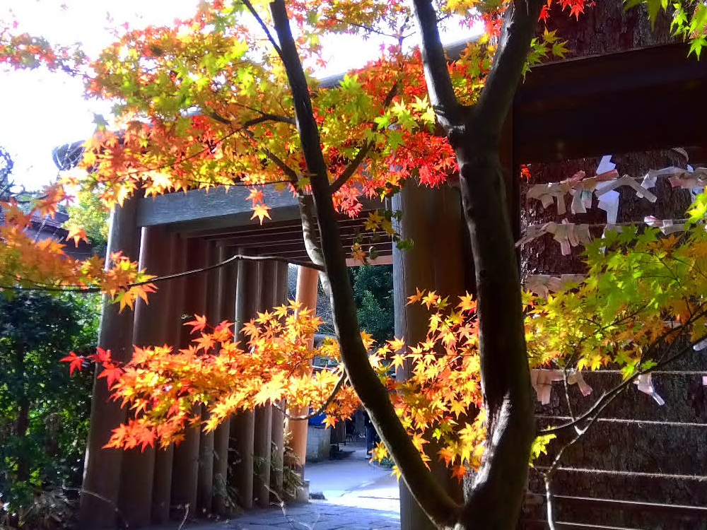 �H�̌|�p�g�t�͂܂�ŉe�G�̂悤�I