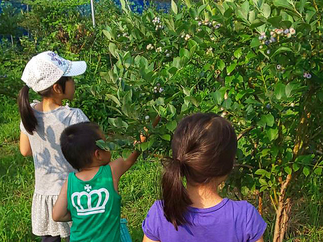 夏の思い出に!ブルーベリー狩り体験!