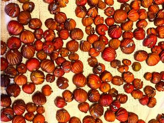 月桃の実を収穫しました。