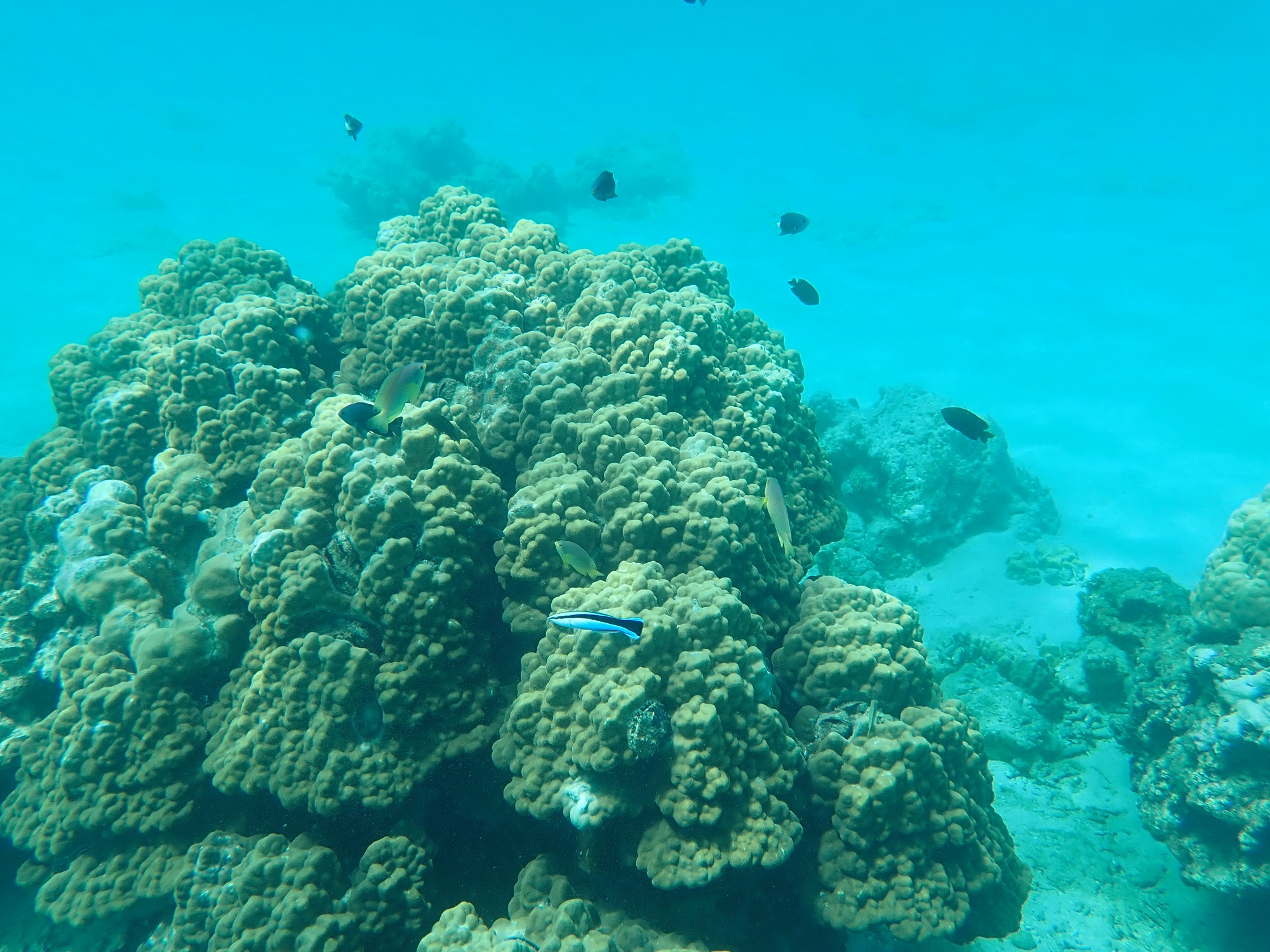 お魚と友達になろうよ!