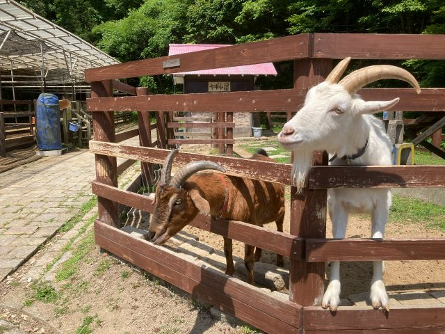 ȓɂ̓MrAETMANKȂǂ܂Bǎł܂BiaFLj