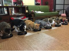 広島の動物カフェランキングtop5 じゃらんnet 広島の動物カフェランキングtop5 じゃらんnet