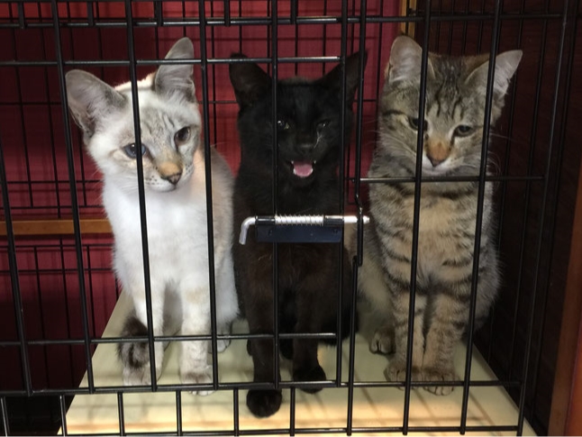 里親募集中 譲渡型保護猫カフェ 広島市本通りにある 廣島ねこ奉行 でのふれあい体験 45分のドリンク付きプラン 廣島ねこ奉行 じゃらん遊び体験