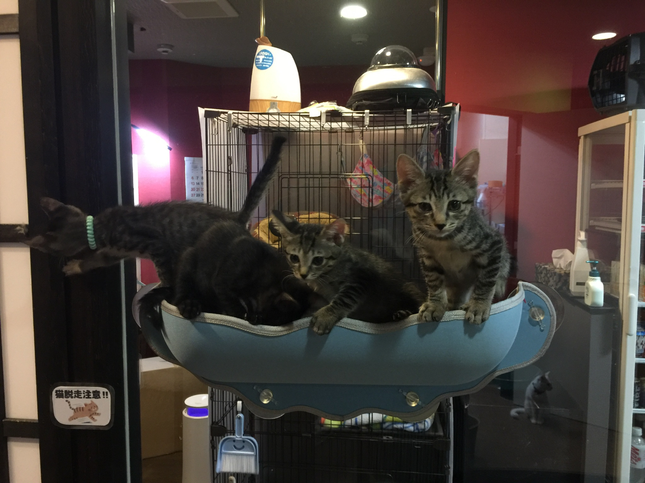 里親募集中 譲渡型保護猫カフェ 広島市本通りにある 廣島ねこ奉行 でのふれあい体験 45分のドリンク付きプラン 廣島ねこ奉行 じゃらん遊び体験