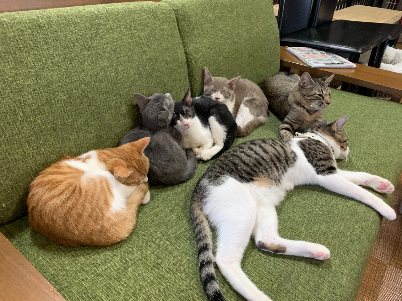 里親募集中 譲渡型保護猫カフェ 広島市本通りにある 廣島ねこ奉行 でのふれあい体験 45分のドリンク付きプラン 廣島ねこ奉行 じゃらん遊び体験