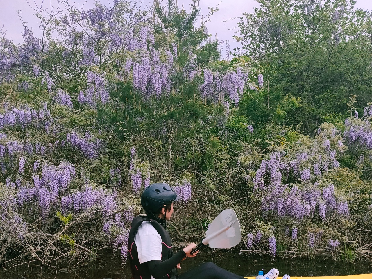 5月は藤の花が満開でとてもいい香り