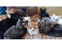 久留米市の動物カフェランキングtop2 じゃらんnet