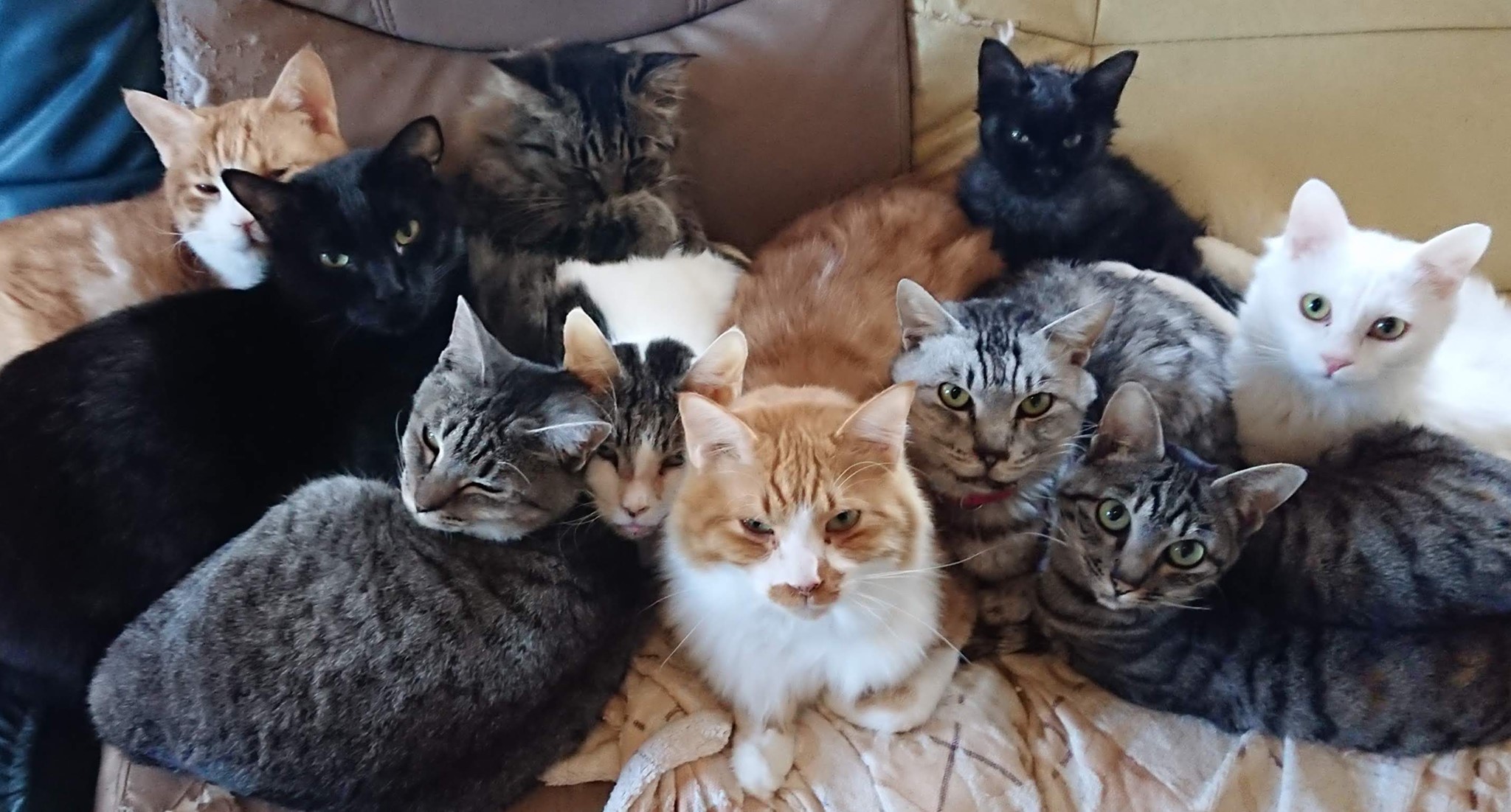 猫カフェ90分 ドリンク付きプラン 猫カフェねこる じゃらん遊び体験 猫カフェ90分 ドリンク付きプラン 猫カフェねこる じゃらん遊び体験