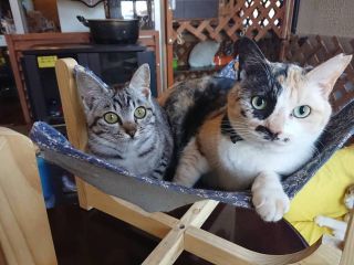 猫カフェ90分 ドリンク付きプラン 猫カフェねこる じゃらん遊び体験 猫カフェ90分 ドリンク付きプラン 猫カフェねこる じゃらん遊び体験