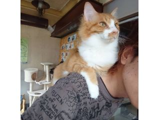 猫カフェ90分 ドリンク付きプラン 猫カフェねこる じゃらん遊び体験 猫カフェ90分 ドリンク付きプラン 猫カフェねこる じゃらん遊び体験