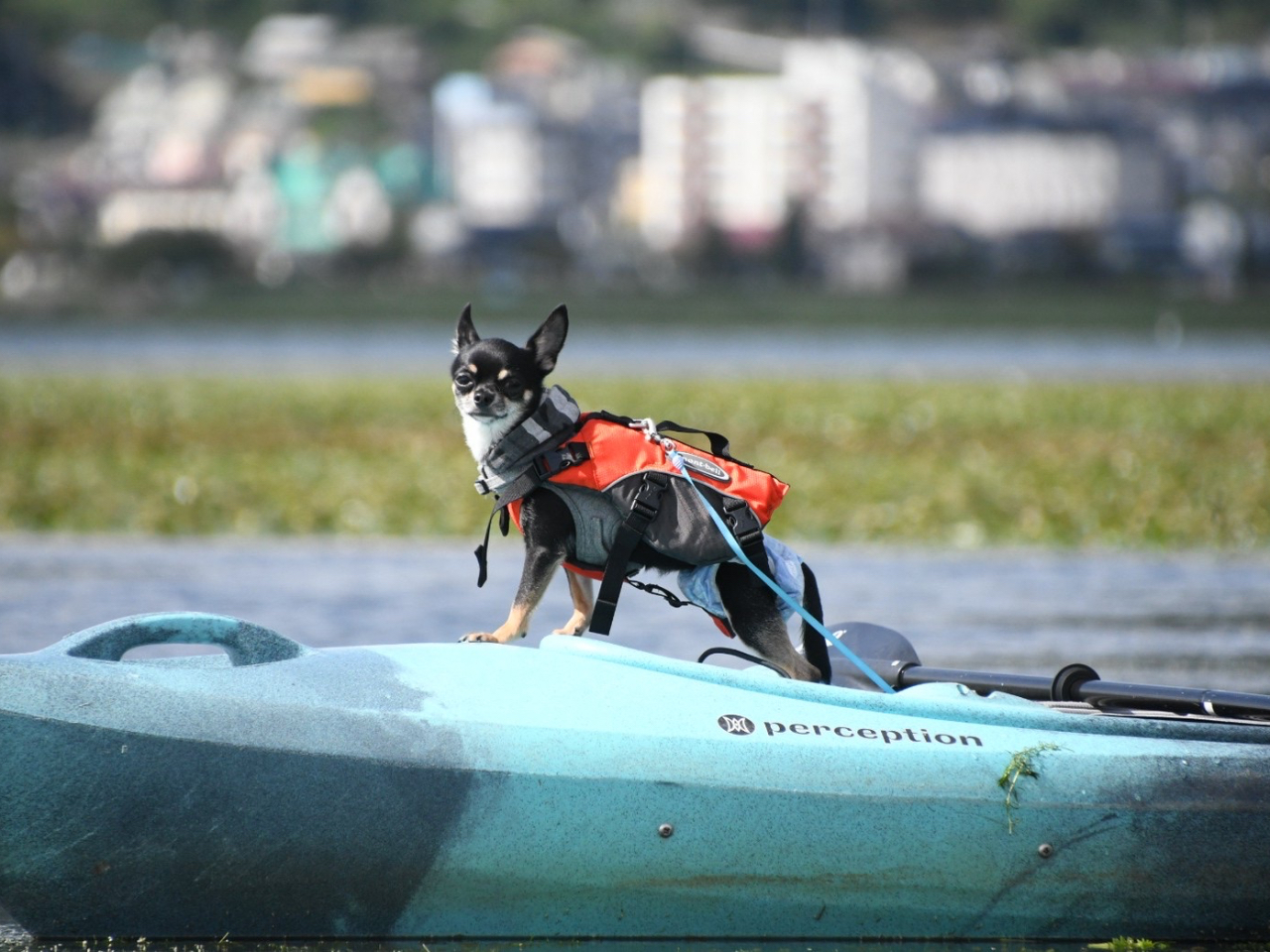 せ、船長!?ワンちゃんも一緒に楽しめます!