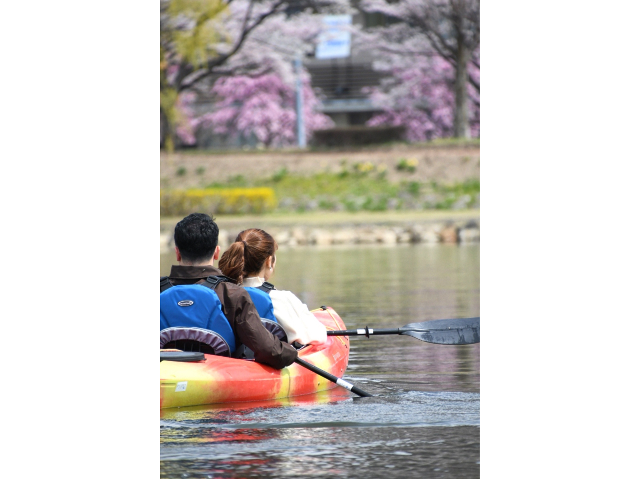 桜×カヤック 桜好きにはたまらないシュチュエーション!