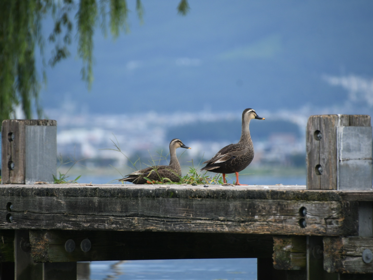カモちゃんもいるよ!