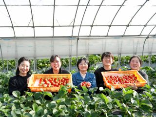 森ファームの「いちごの森」では、1度に3品種(紅ほっぺ・よつぼし・恋みのり)食べくらべができます♪