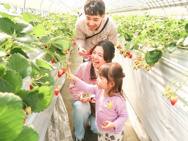 高設栽培なのでお子様でも摘み取りしやすい♪