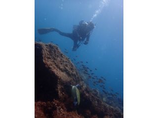 川奈にはウミガメが住み着いています!運が良ければ会えるかも♪