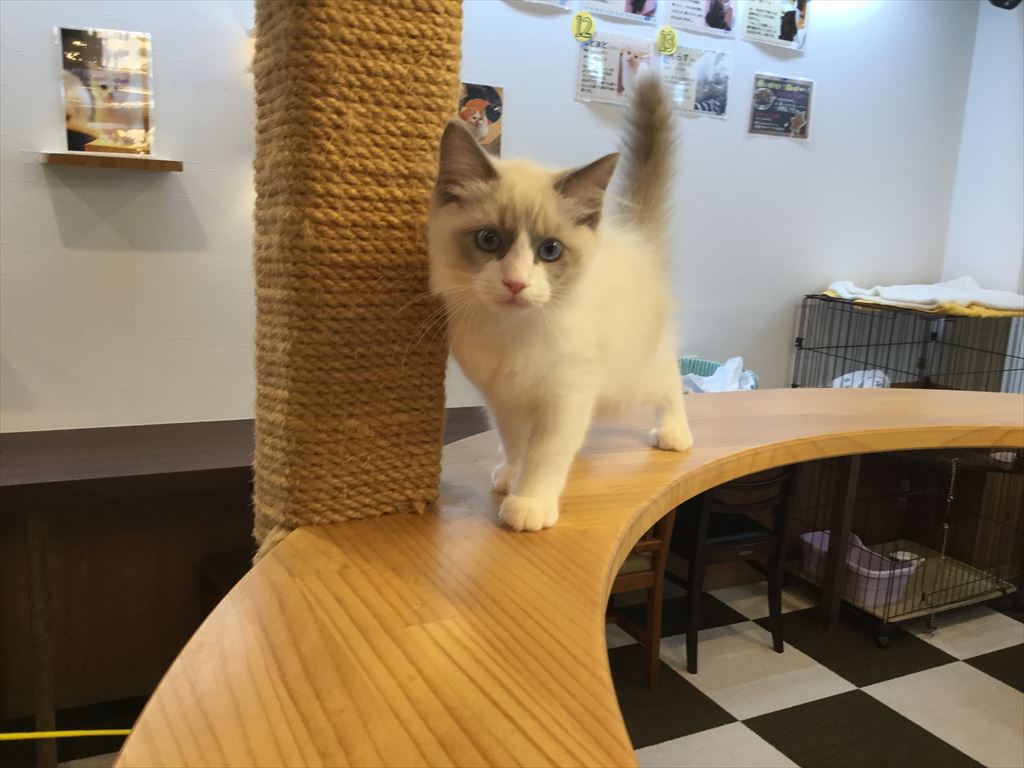 久留米 原鶴 筑後川の動物カフェランキングtop2 じゃらんnet