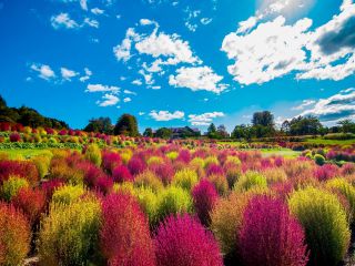 北海道最大級!32,000株の「コキアの丘」 ※10月紅葉期