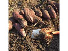 大阪の芋掘りランキングtop4 じゃらんnet 大阪の芋掘りランキングtop4 じゃらんnet